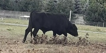 Býk napadl malého chlapce i jeho rodiče