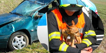 Řidička se otočila na psa na zadním sedadle a způsobila tak havárii