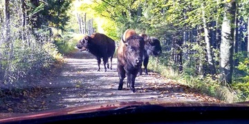 Čtenářka a policisté „lovili“ tři bizony