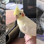 Šťastný konec pro želvu, pátrání po papouškovi a kočičce ale stále pokračuje
