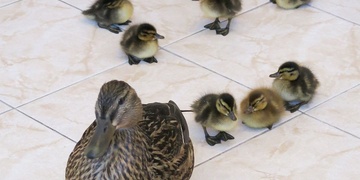 Kachní rodinka v předsíni