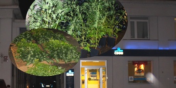 Pěstírna drog maskovaná bankou v Plzni