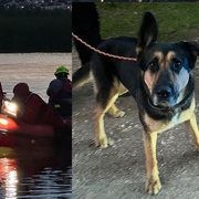 Muž se šel vykoupat do Boleváku se svou fenkou, ta se ale po chvíli vrátila sama a muž se stále pohřešuje