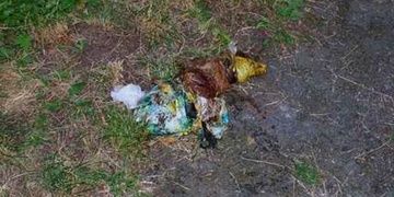 Pes zahynul hrůznou smrtí, muž ho udusil izolačkou