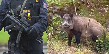 Divoké prase zaútočilo na policistu