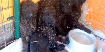 Sedm vyhozených štěňat