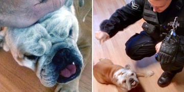 Jessie je dáma a hovoří pouze anglicky