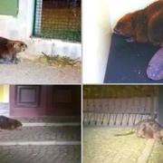 Bobr vyrazil na Americkou třídu, jeho kámoš k pivovaru a další ke Kalikováku