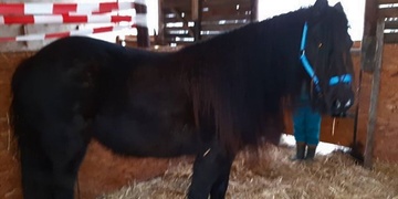 Neviděli jste ztracenou kobylku?