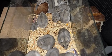 21 křečíků vyhodili ke kontejneru, 3 nepřežili