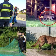 Pátrání po uprchlém samci americké pumy stále pokračuje