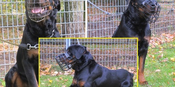 Athos je bojovník a rád vás bude bránit