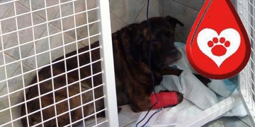 Zodiacus hledá dárce krve pro otráveného psa