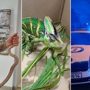 Jeden živočich skončil v krabičce, druhý v pytli a třetí v cele