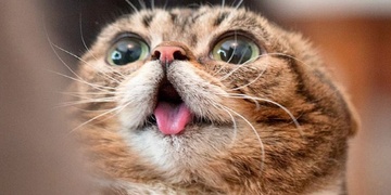 Chatu vykradl skutečný gurmán