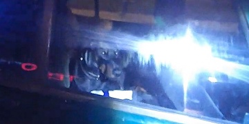 "Hele, oni mi sebrali páníčka! Co si teď počnu?"