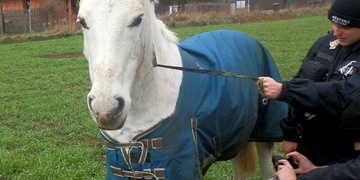 Hřebec odešel na výlet