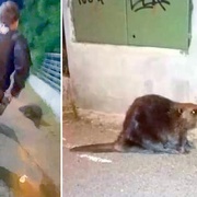 Bobři! Všude samí bobři!