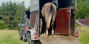 Neviděli jste na Rondelu havárii osobního vozidla s vozidlem přepravujícím koně?