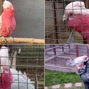 Desetiletý chovatel Jakub přišel o papoušky Kakadu