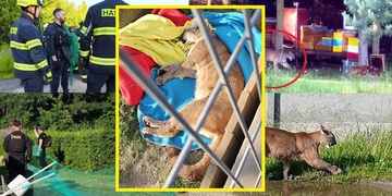 Uprchlá americká puma byla právě odchycena