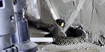 "Pomoc! Mám v bytě hada!"