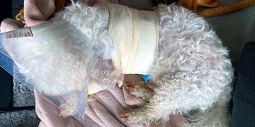 "Prosím pomozte mi, jednoho pejska mi zle potrhal, druhého pokousal!"