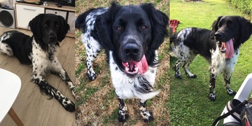 Neviděli jste Zoltana?