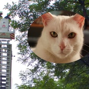 Když Hubert prchne na strom