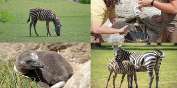 Maličká zebra Timbuktu i tučňáčí sourozenci - jaro v plzeňské zoo vrcholí!