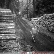 Zloděj v lese ukradl fotopast, nepoznáte ho?