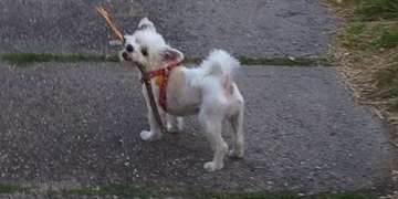 Maxík se ztratil u Svojšína