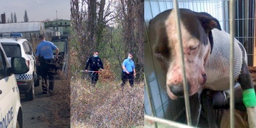 Divočák napadl a zranil muže se psy