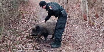 Prase navštívilo i parkoviště nemocnice