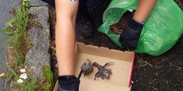 Ptáčata v pytli v kontejneru