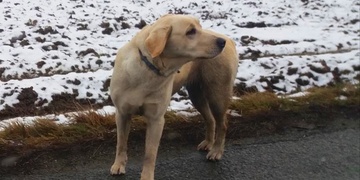 Ztratila jsem se, pomozte mi najít moji rodinu