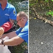 Strážníci v parku odchytávali cizokrajného hada
