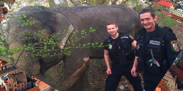 "V Plzni utekl slon! Přijeďte rychle prosím!"