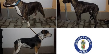 Seniorka v nouzi, ztracení psi i opilec na záchytku