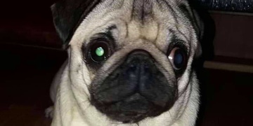 Vážně nemocná Ebi z Klatov je již doma