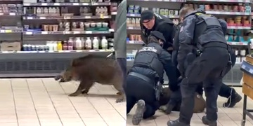 Odchyt divokého prasete v Tesco - aktualizováno