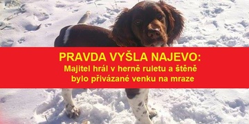 Majitel hrál ruletu a štěně bylo přivázané venku na mraze