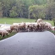 Stádo krav vyrazilo na výlet po silnici