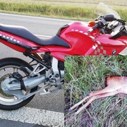 Po střetu se srnou vyletěl motorkář ze silnice