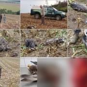 Řezačka ukončila život orlů i roční práci záchranářů