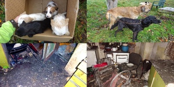 Inspektoři z úděsných podmínek odebrali dva psy a čtyři štěňata