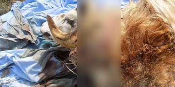 Podřízl svázeného berana a tělo zahodil k řece