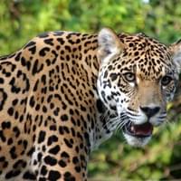 Městská policie v Plzni odchytávala leoparda