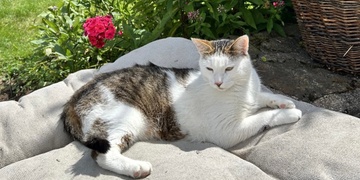 Neviděli jste kocoura Libora?