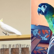 Hledají se papoušci Ara jménem Ozzík a Kakadu Bertík